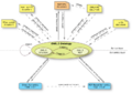Thumbnail for version as of 13:38, 11 March 2009