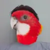 Connor Fitzgerald's profile picture